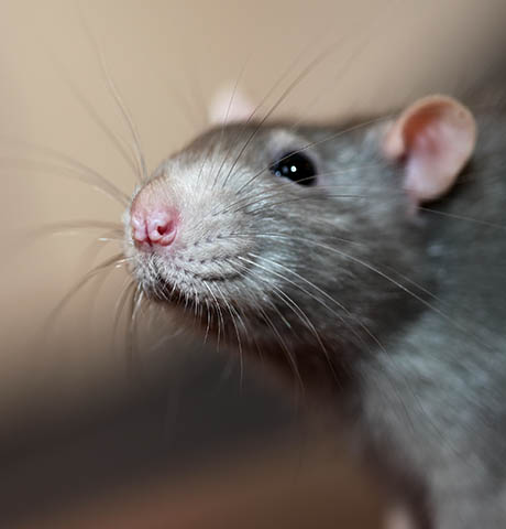 Rat Control in Clearwater, FL