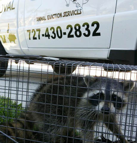 Raccoon Removal Services in Clearwater, FL