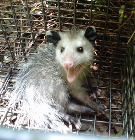 Opossum Removal in Clearwater, FL