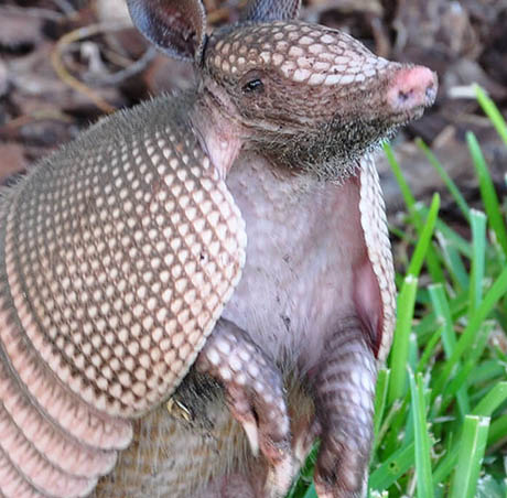 Armadillo Removal and Relocation in Clearwater, FL